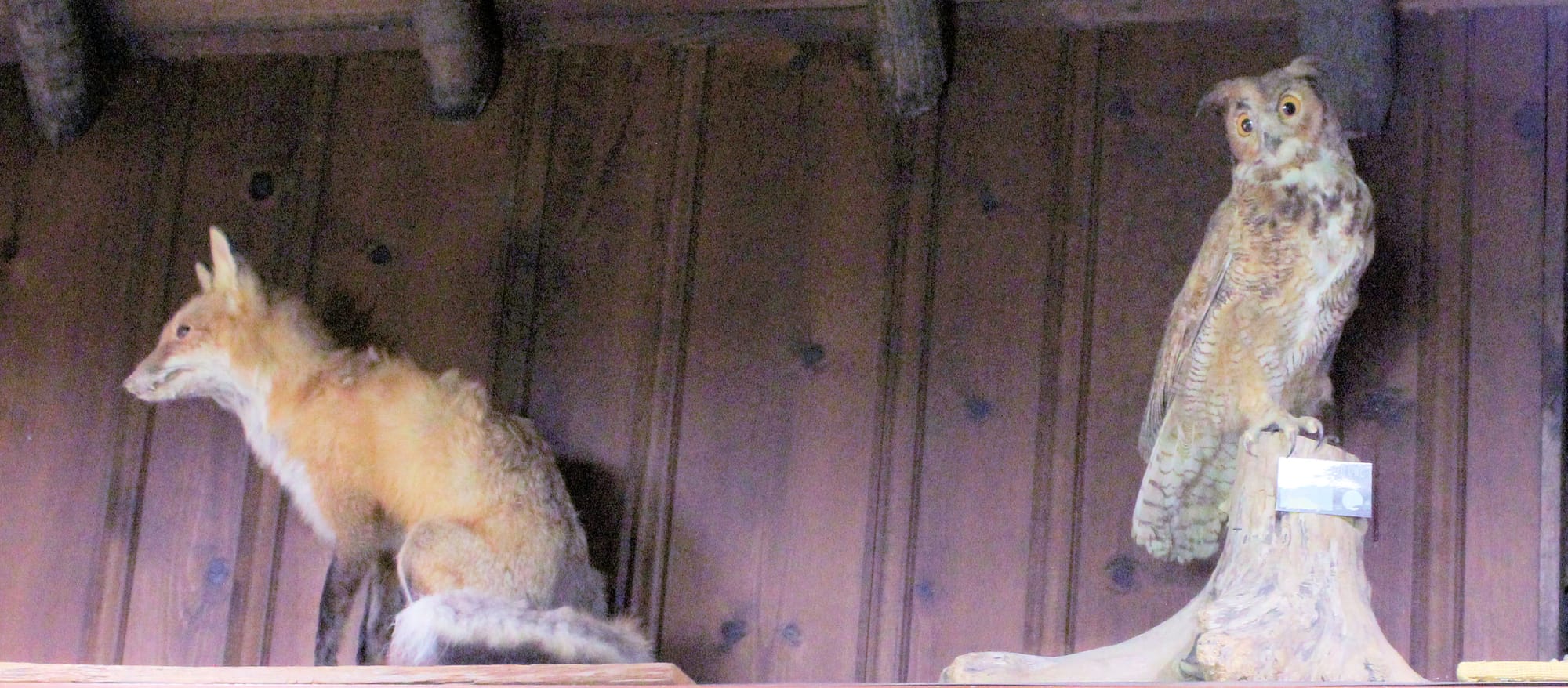 Fox and owl mounts at Wahkeena Nature Center