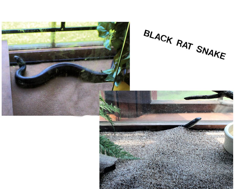 Snakes exhibit or wildlife at Wahkeena Nature Center