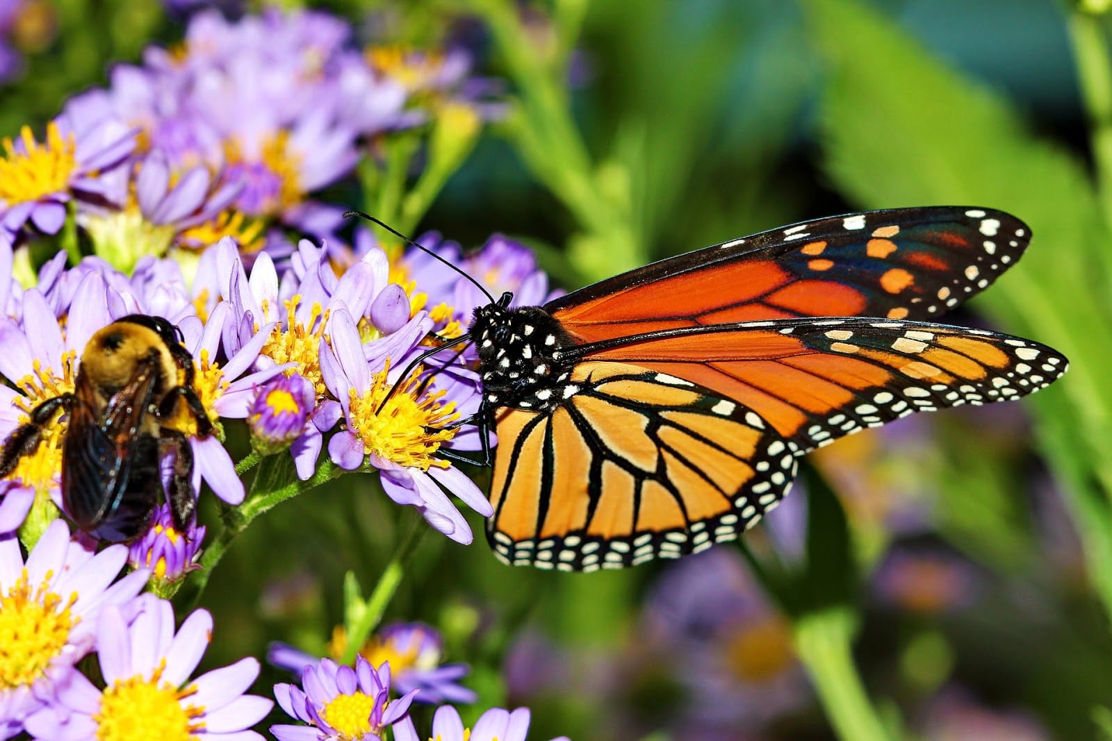 Butterflies and Bugs