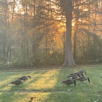 Canada geese grazing on a sunlit lawn beneath tall trees at Sharon Woods