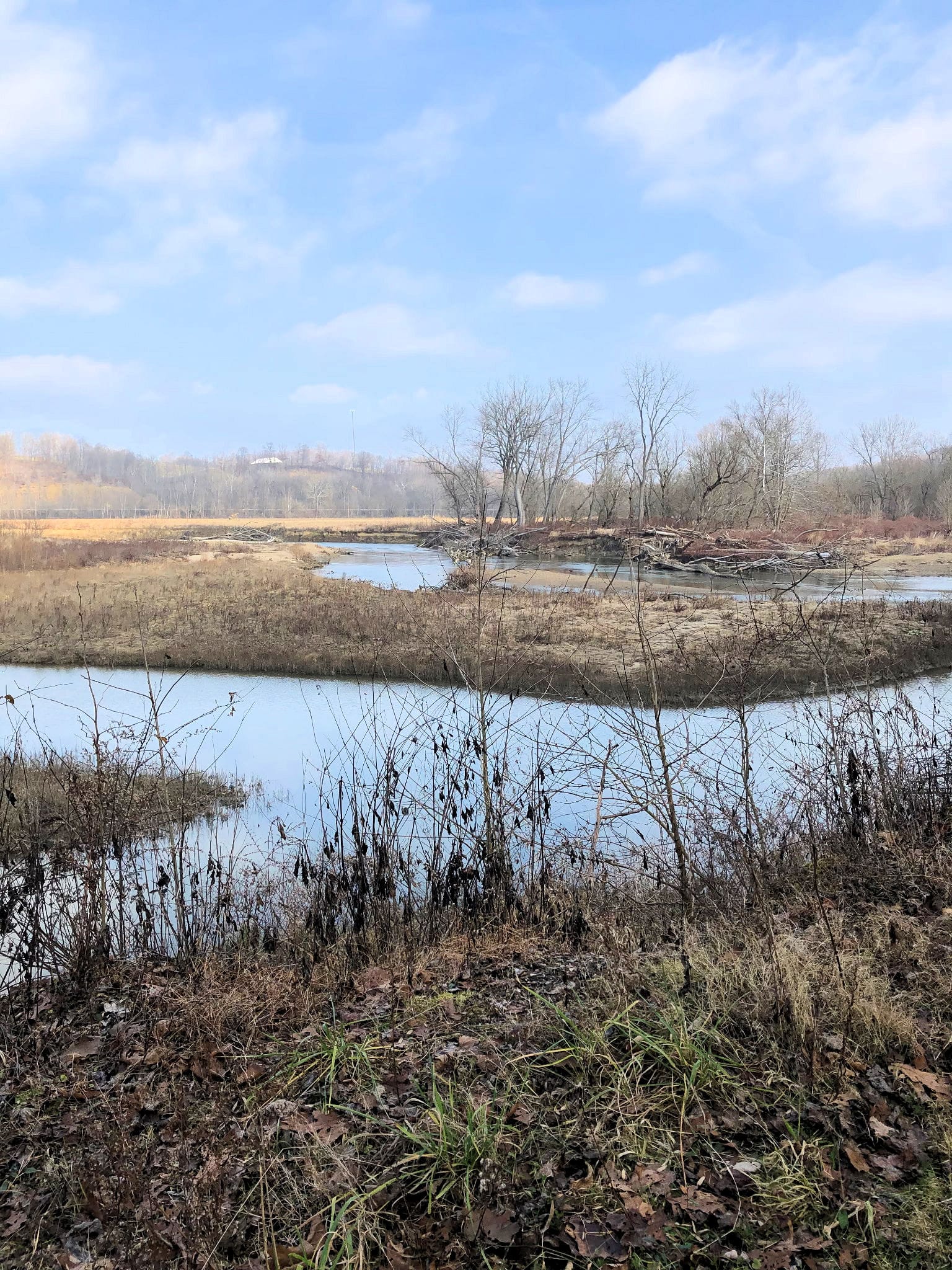 Marshy backwater and brown winter grass under a wide blue sky at the preserve