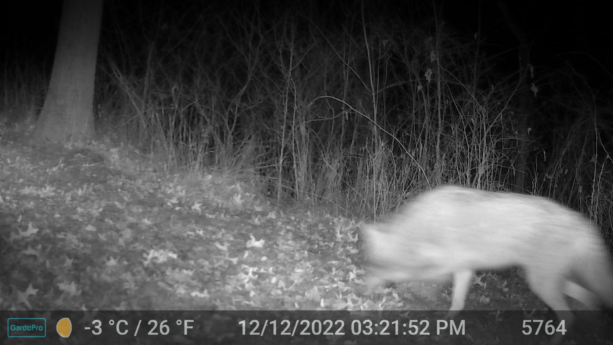 Night trail camera photo of a coyote rear view walking away into the woods