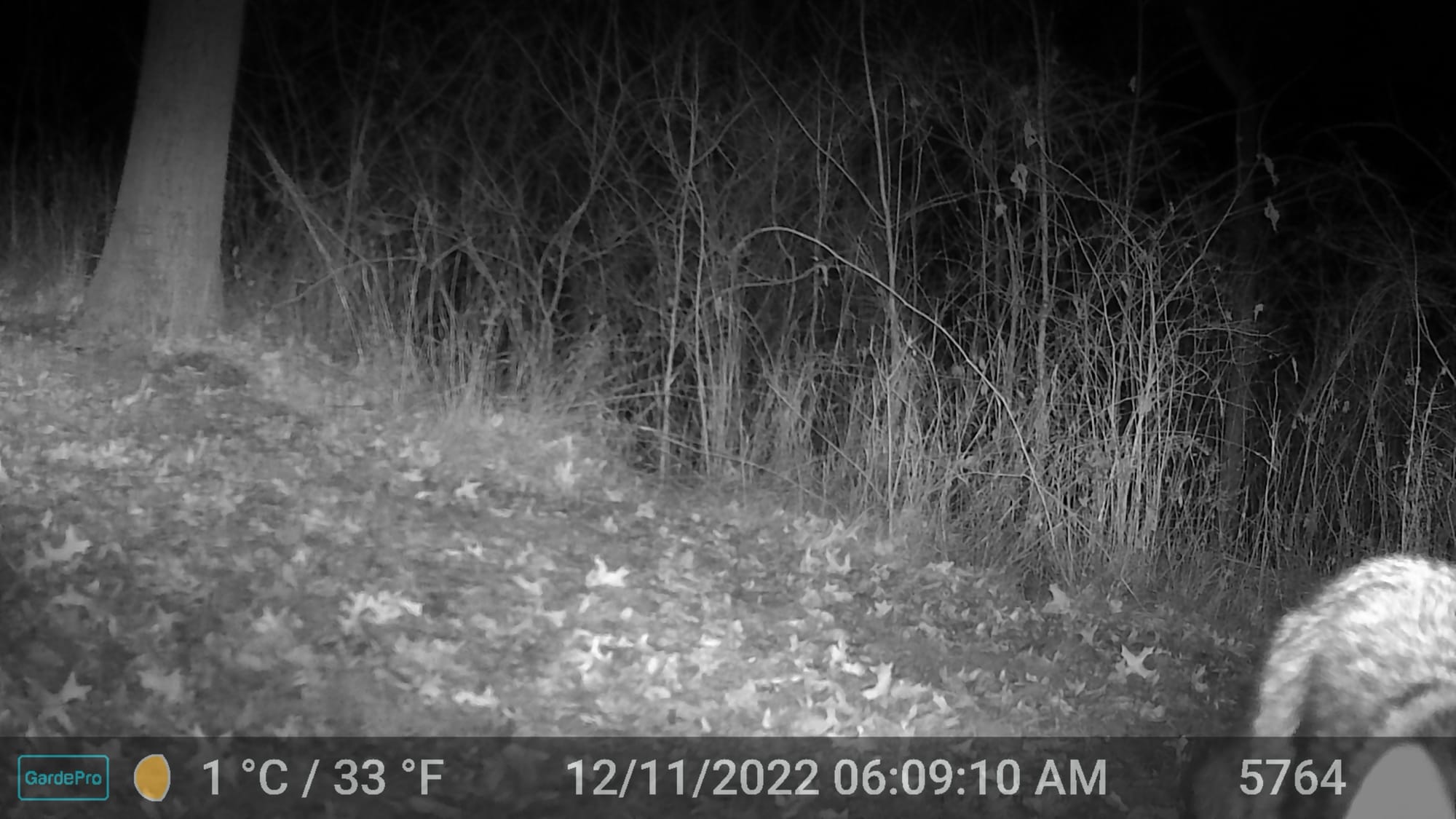 Night trail camera photo of a coyote mid-frame walking through bare winter trees