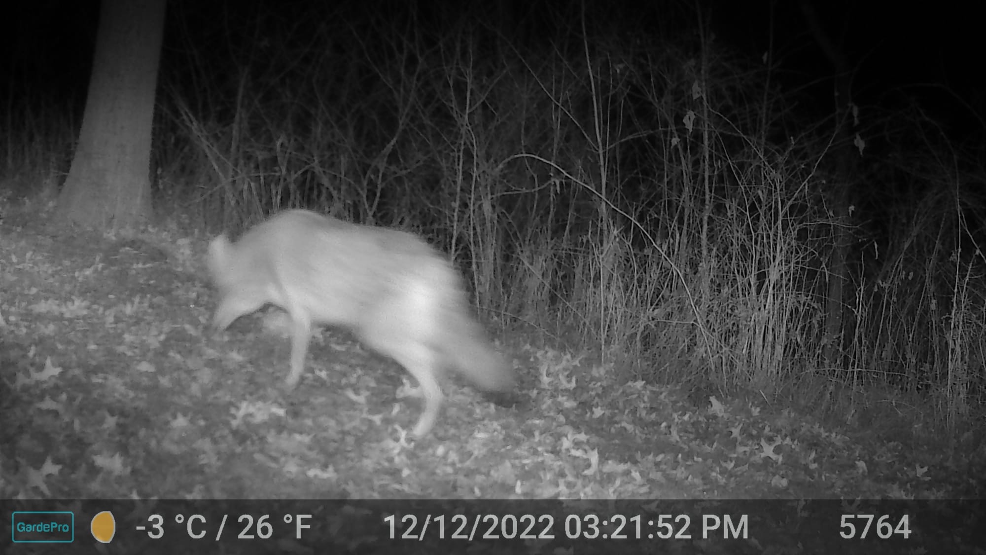 Night trail camera photo of a coyote standing among trees looking to the right