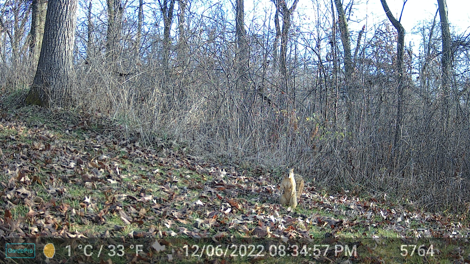 Squirrel!!!