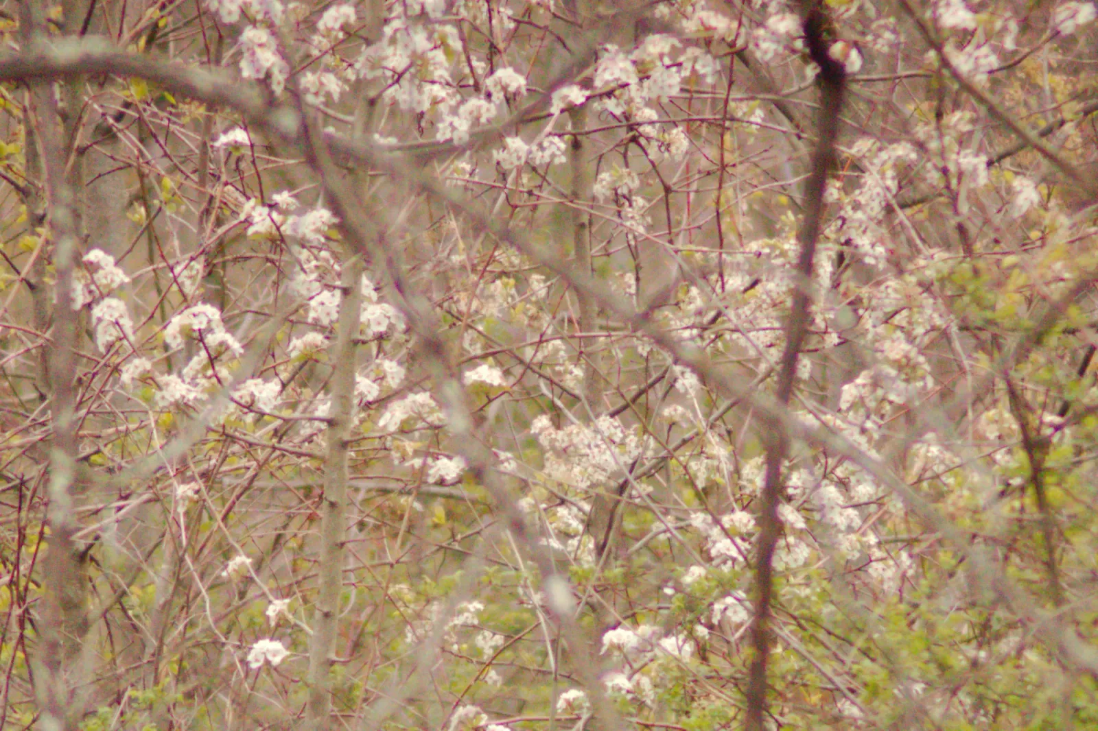Rhododendron Cove State Nature Preserve, Hocking County, Ohio