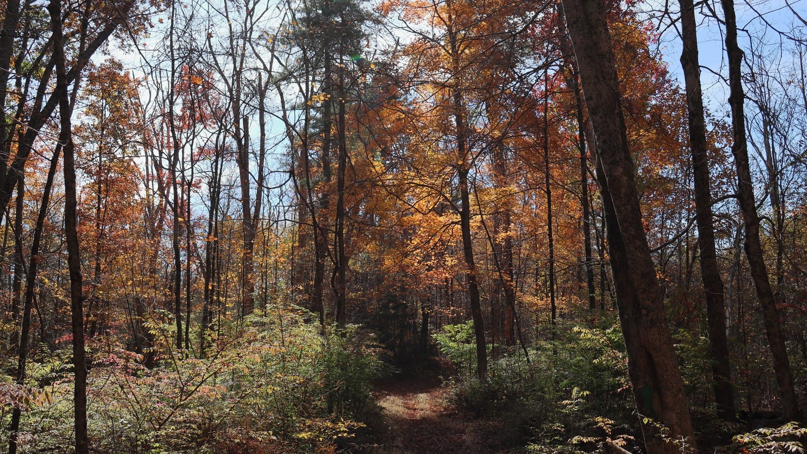 Best Fall Hikes in Ohio: 10 Trails for Peak Foliage