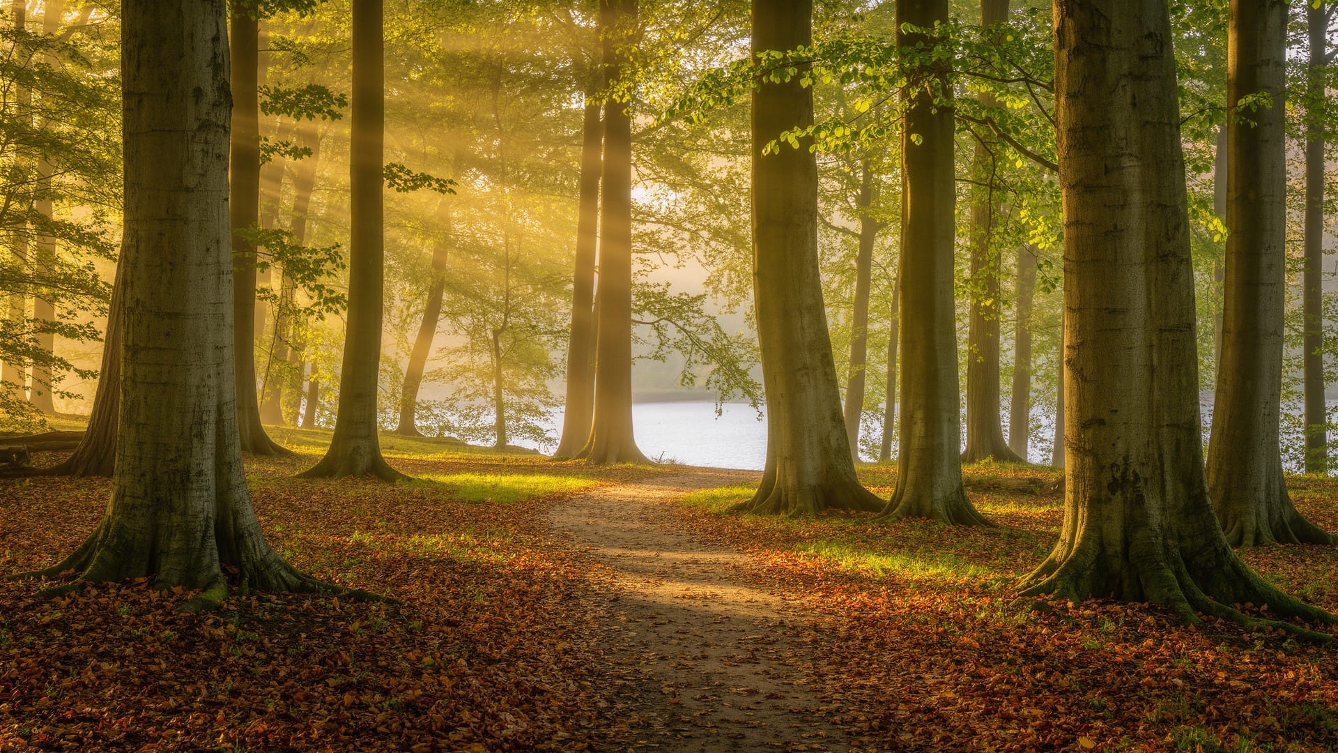 Hueston Woods State Park: Old-Growth & Fossil Trail Guide
