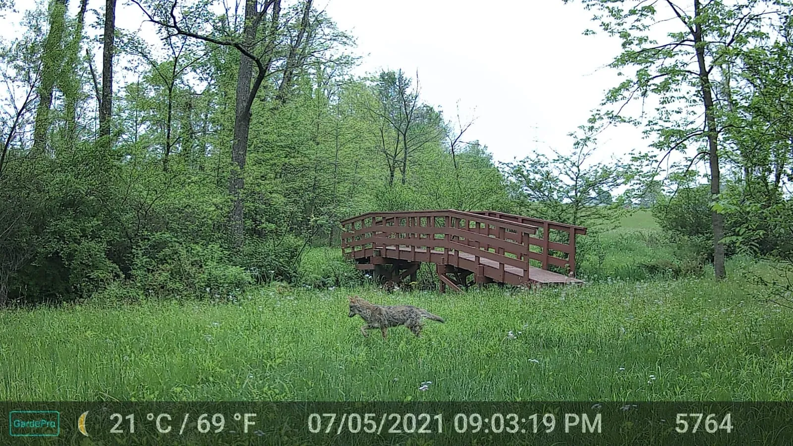 Trail camera photo of a coyote walking left across a green field toward a wooden bridge in summer