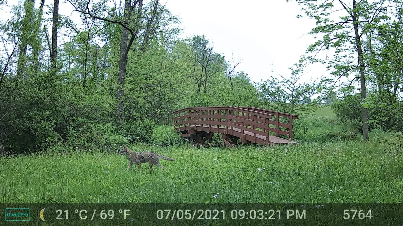 Trail camera photo of a coyote standing in tall grass near a wooden footbridge