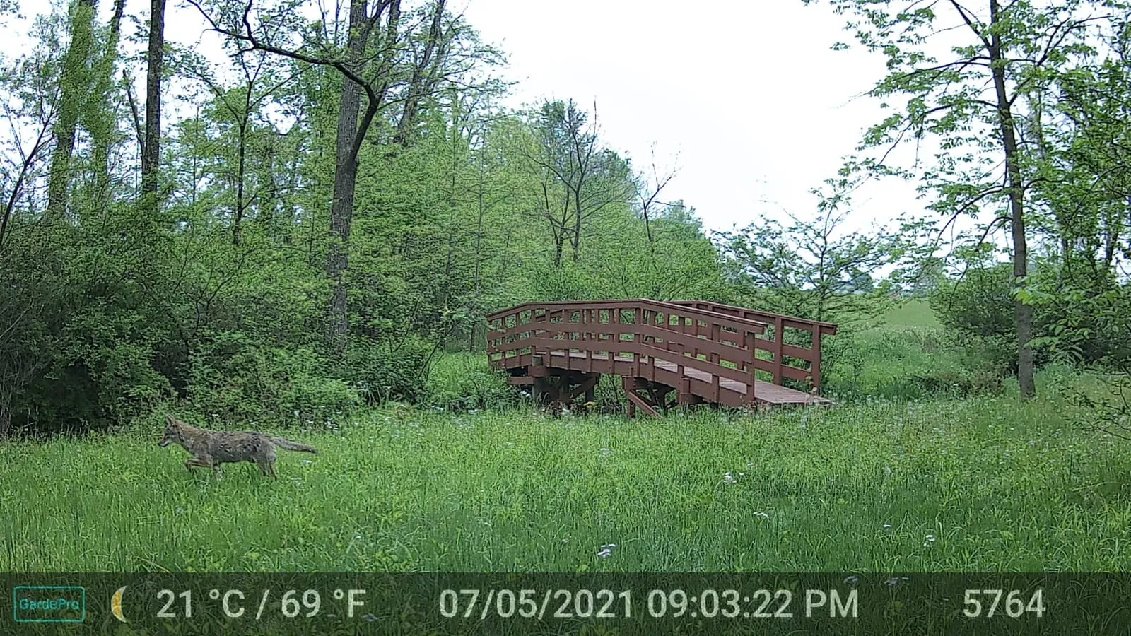 Trail camera photo of a coyote walking right past a wooden bridge in a leafy green clearing