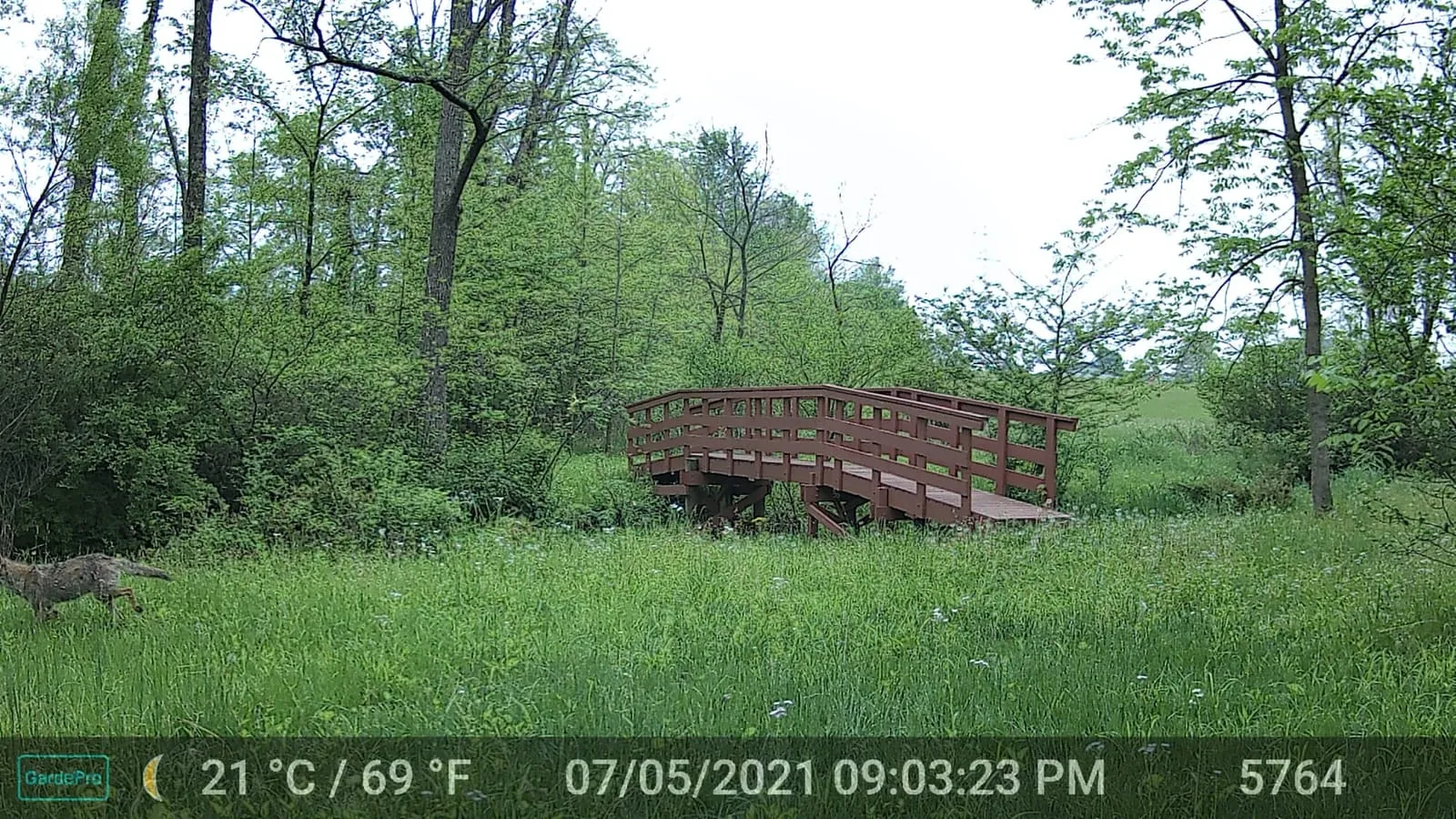 Trail camera photo of an empty green field and wooden bridge with no animal visible