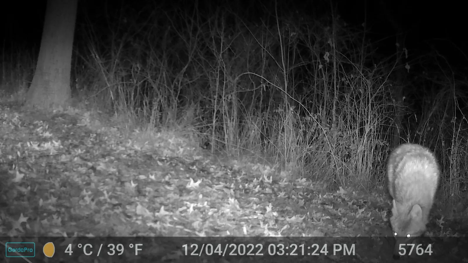 Night trail camera photo of a coyote walking away into leaf litter under bare trees