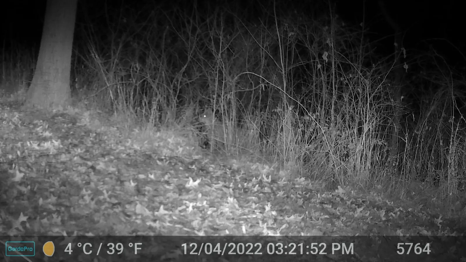 Night trail camera photo of a coyote walking right across the forest floor at night