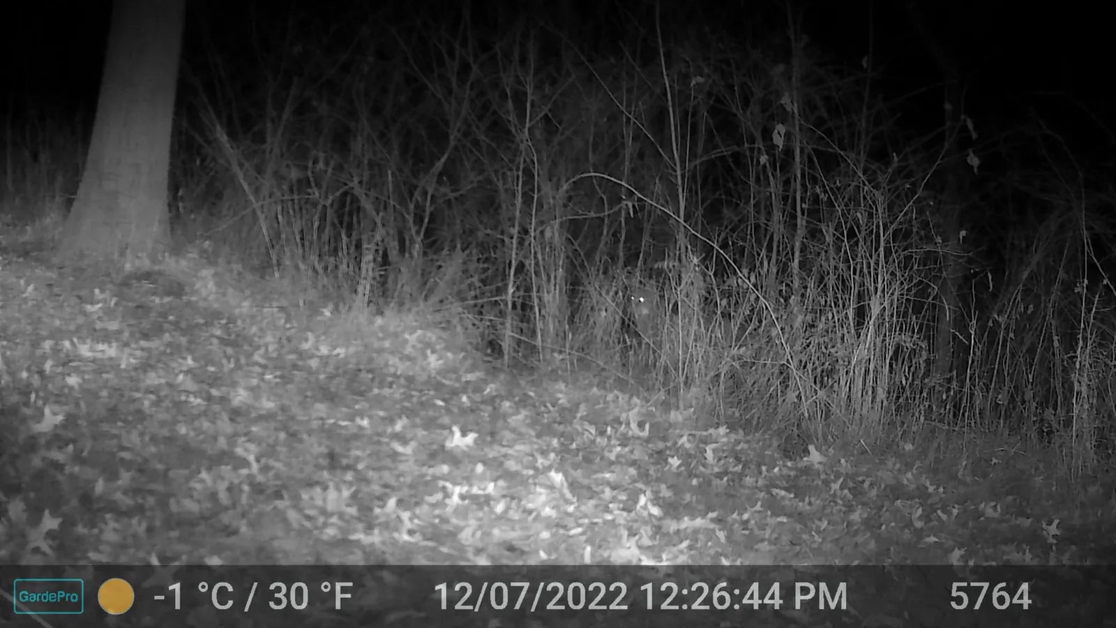 Night trail camera photo of dense bare trees and leaf litter with no clear animal in frame