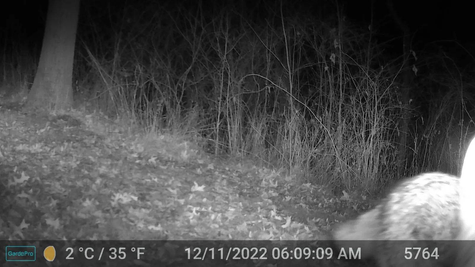 Night trail camera photo of a coyote body close to the camera in dark woods