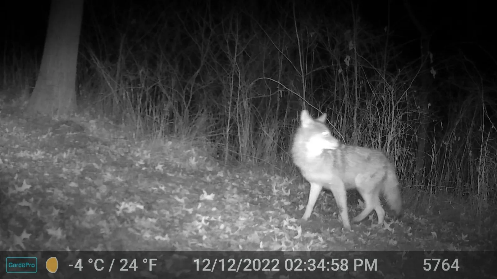 Night trail camera photo of a coyote standing alert facing the camera in leaf litter