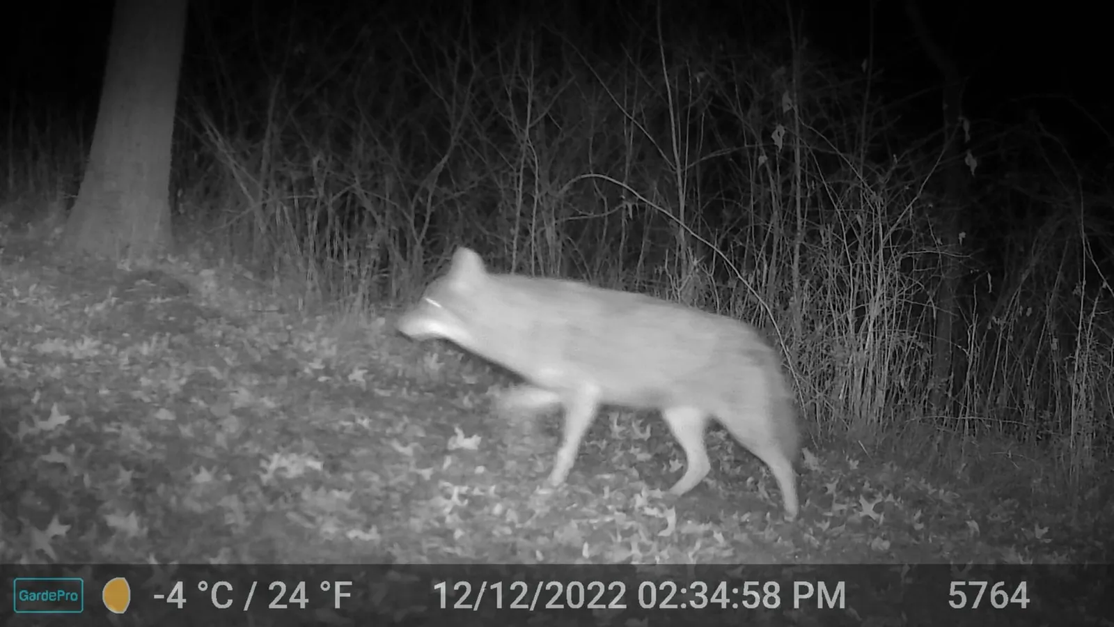 Night trail camera photo of a coyote walking left in profile under bare trees