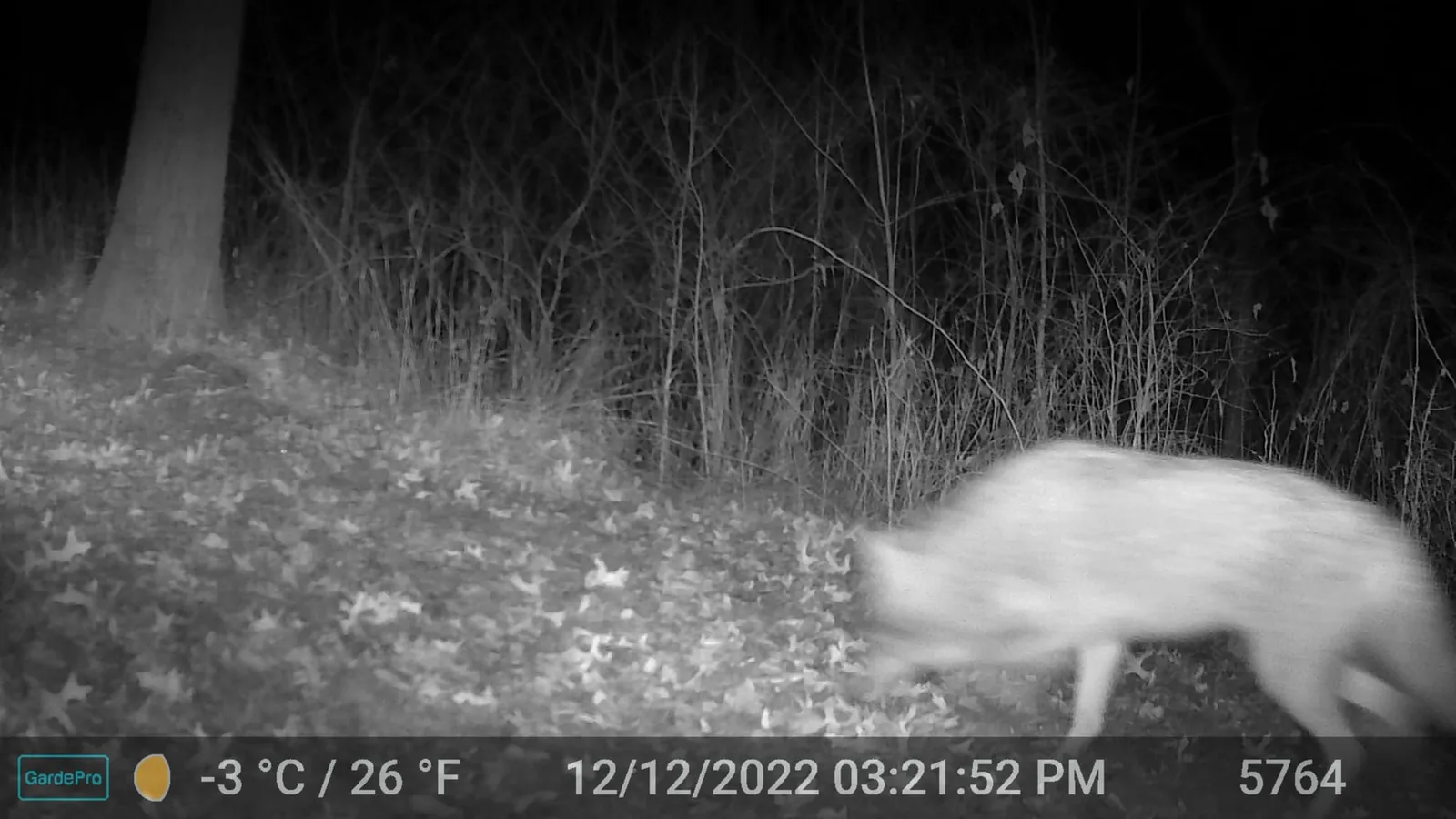 Night trail camera photo of a coyote rear view walking away into the woods