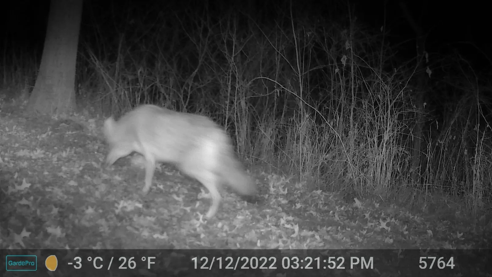 Night trail camera photo of a coyote standing among trees looking to the right