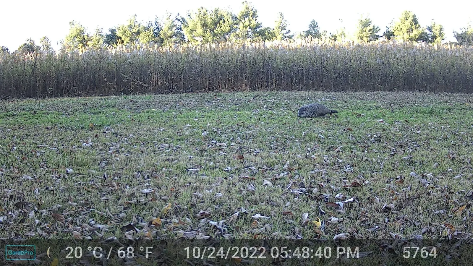 Trail camera daytime photo of a groundhog in a leaf-covered field near a fence line