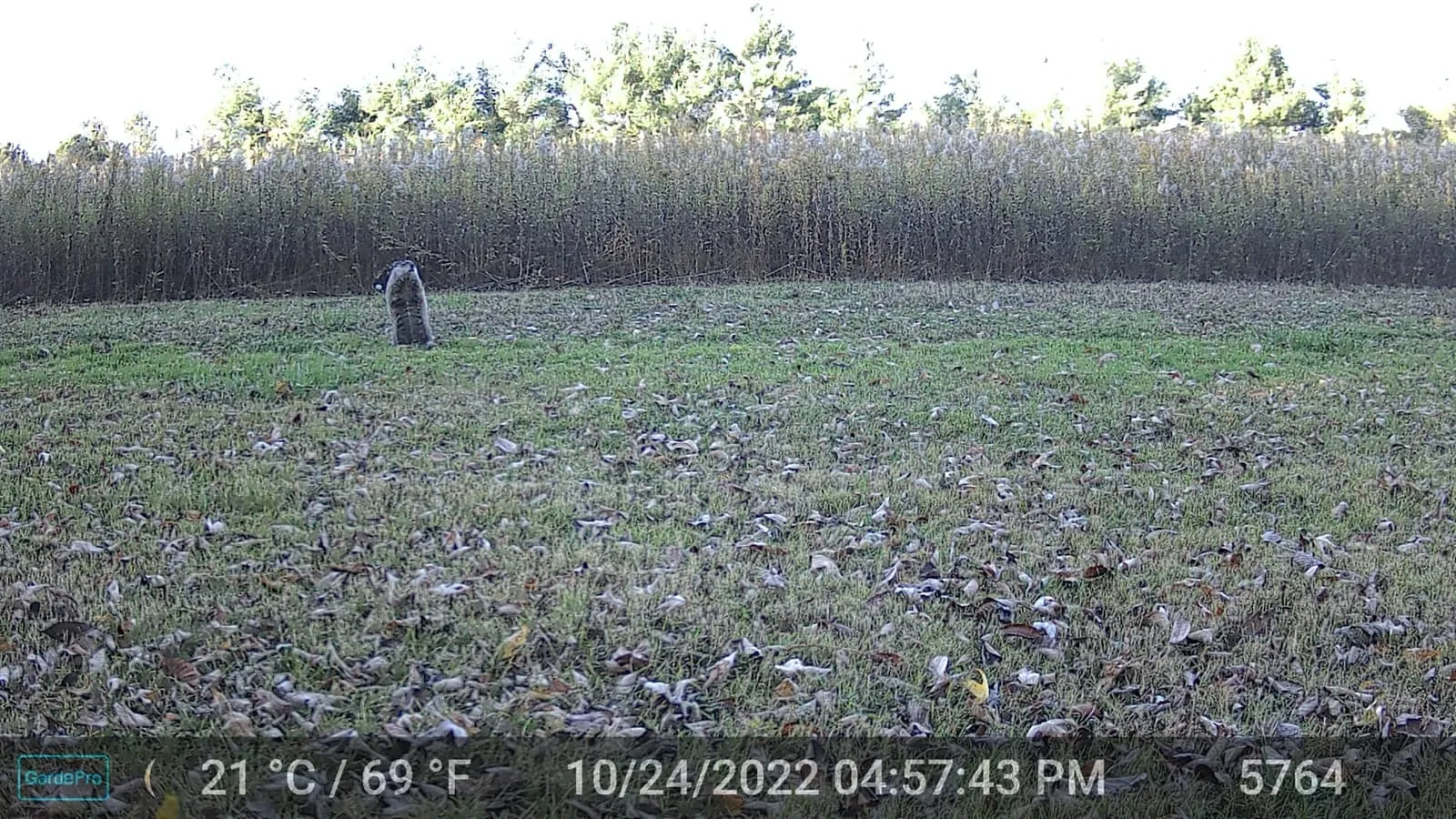 Trail camera daytime photo of a groundhog near the right edge of a field by brush