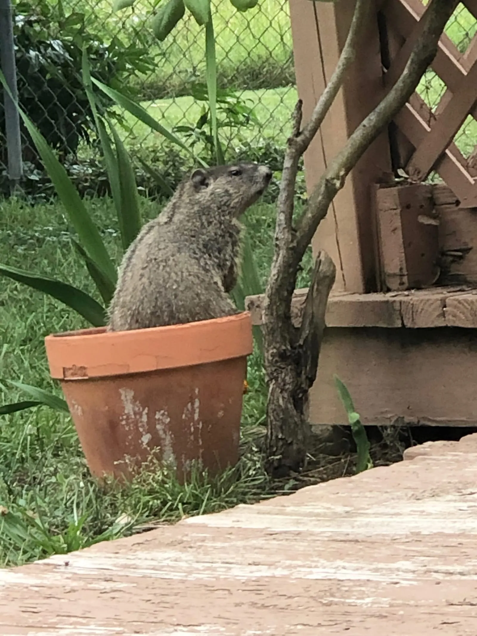Color photo of a young groundhog sitting in a flower pot on a patio