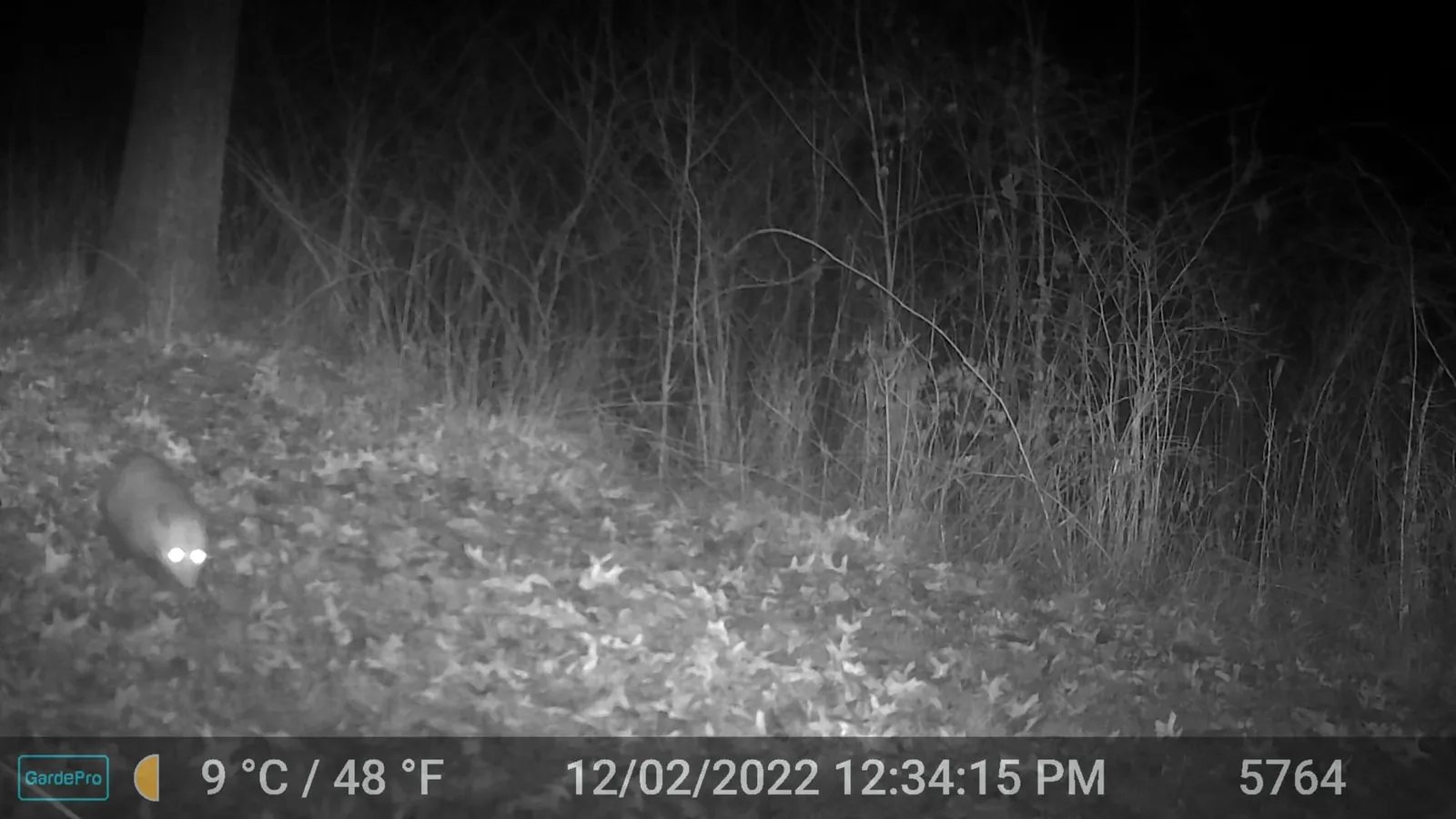 Night trail camera photo of an opossum near the left edge of a dark wooded frame