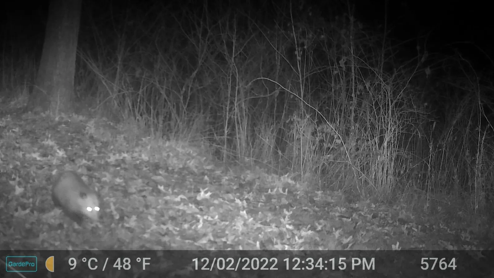 Night trail camera photo of an opossum walking left through leaf litter at night