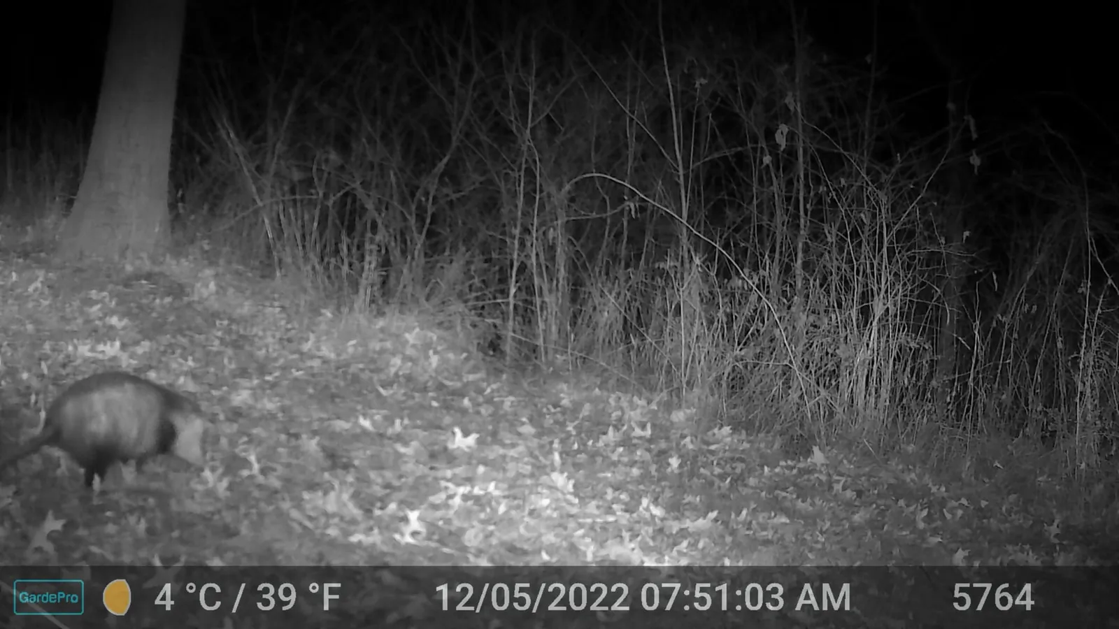 Night trail camera photo of an opossum on the left side of a bare winter woods