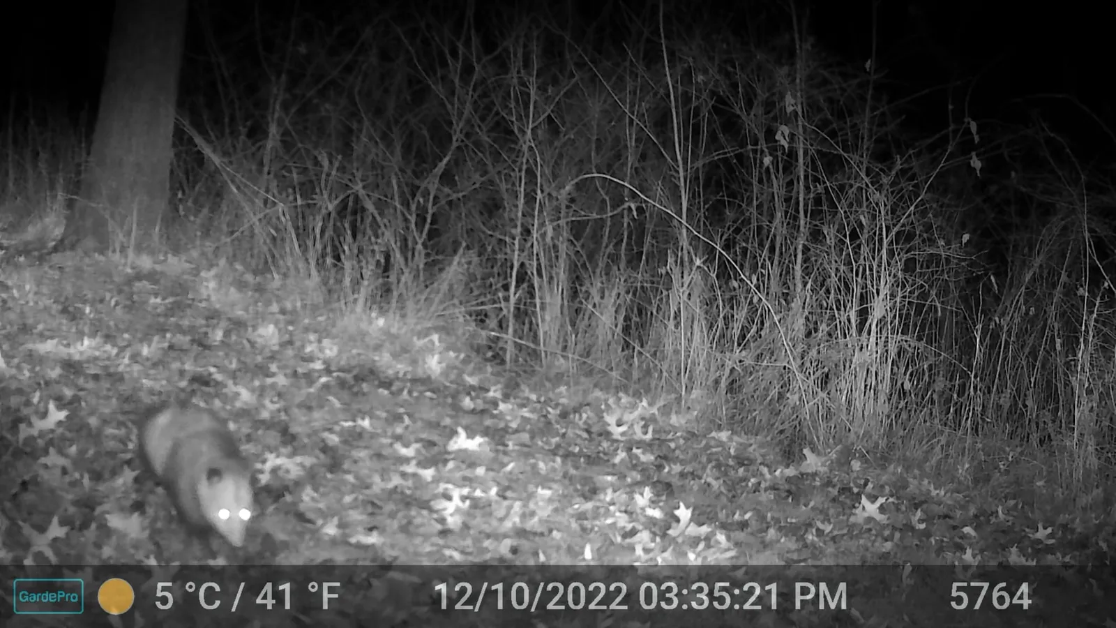 Night trail camera photo of an opossum walking right across the forest floor