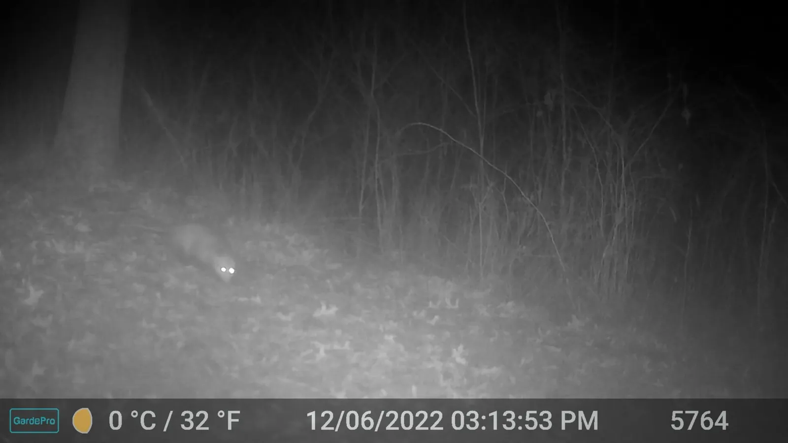 Night trail camera photo of a small bright eye-shine deep in dark brush