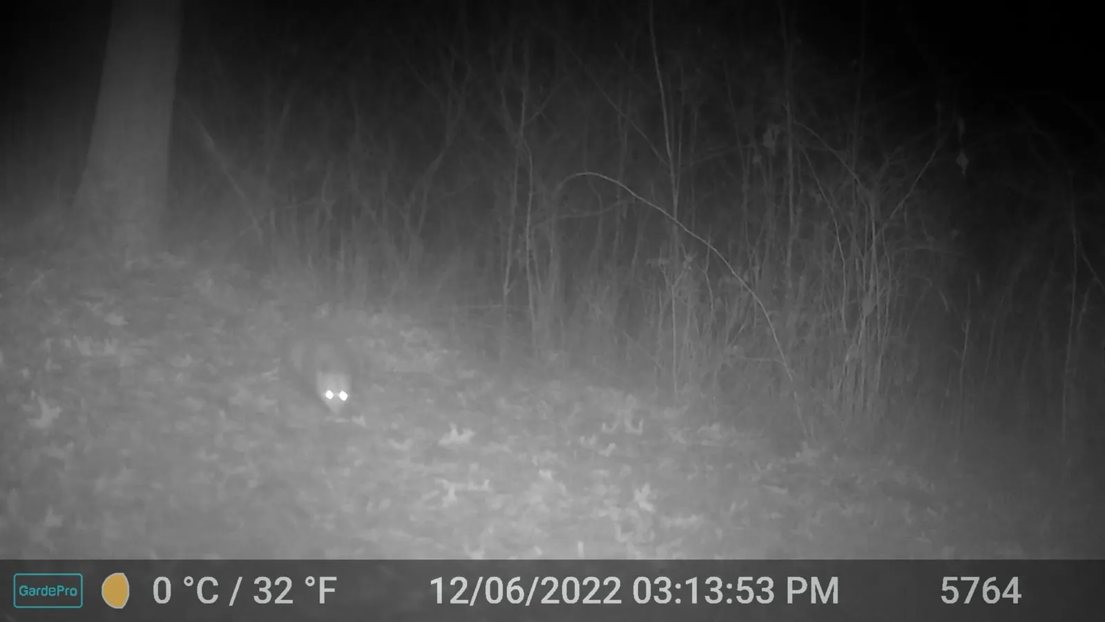 Night trail camera photo of a small bright animal eye-shine in dark woods