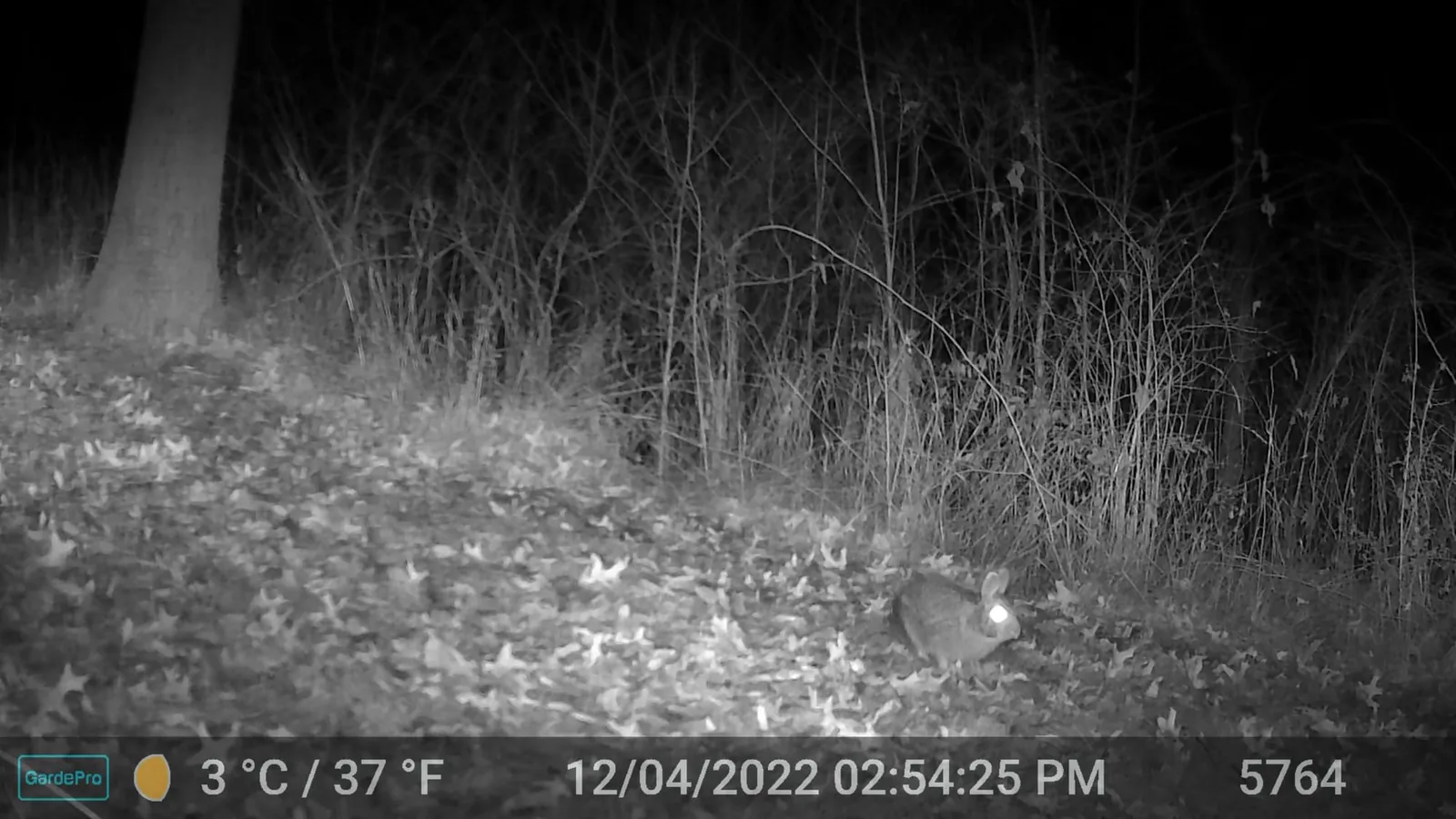 Night trail camera photo of a rabbit low in brush on the forest floor