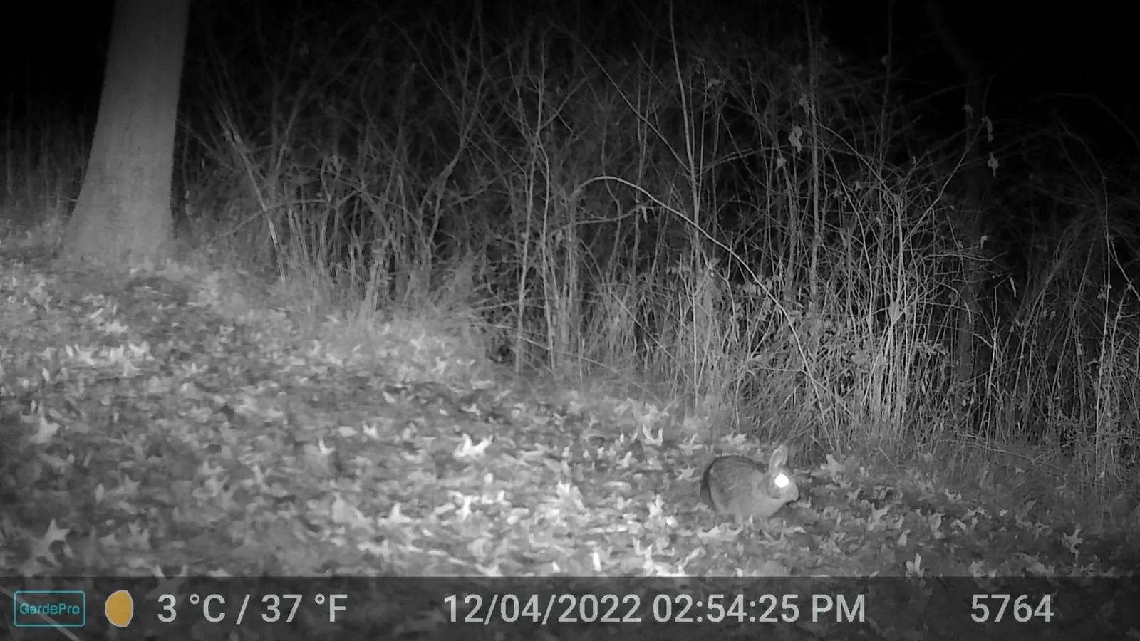 Night trail camera photo of a rabbit sitting among leaf litter in dark woods