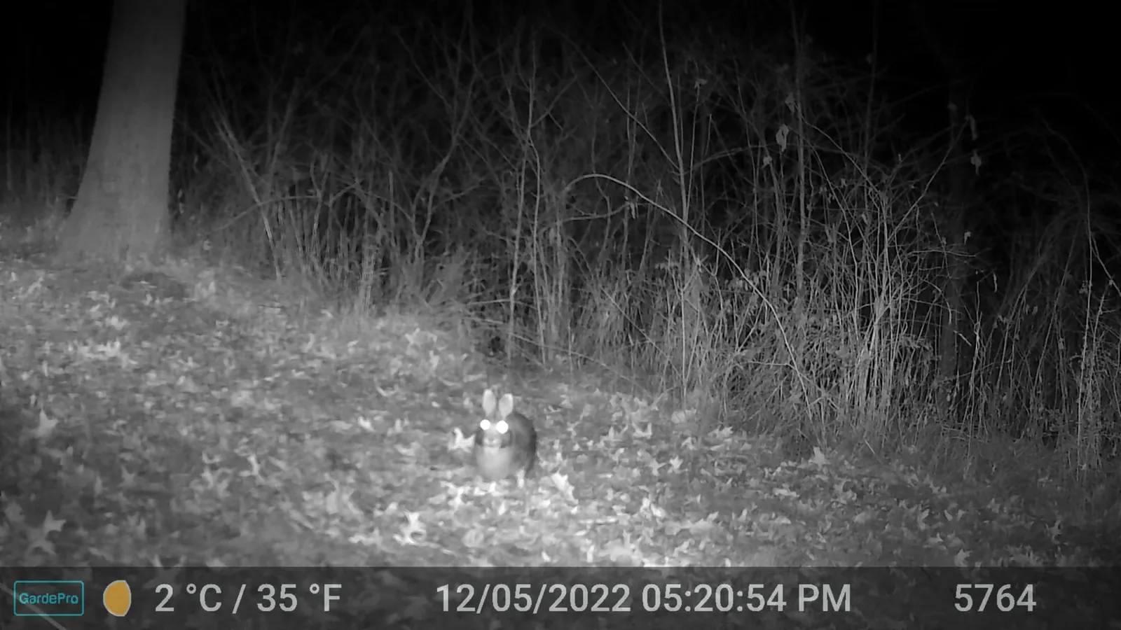 Night trail camera photo of a rabbit near the right side of a wooded clearing