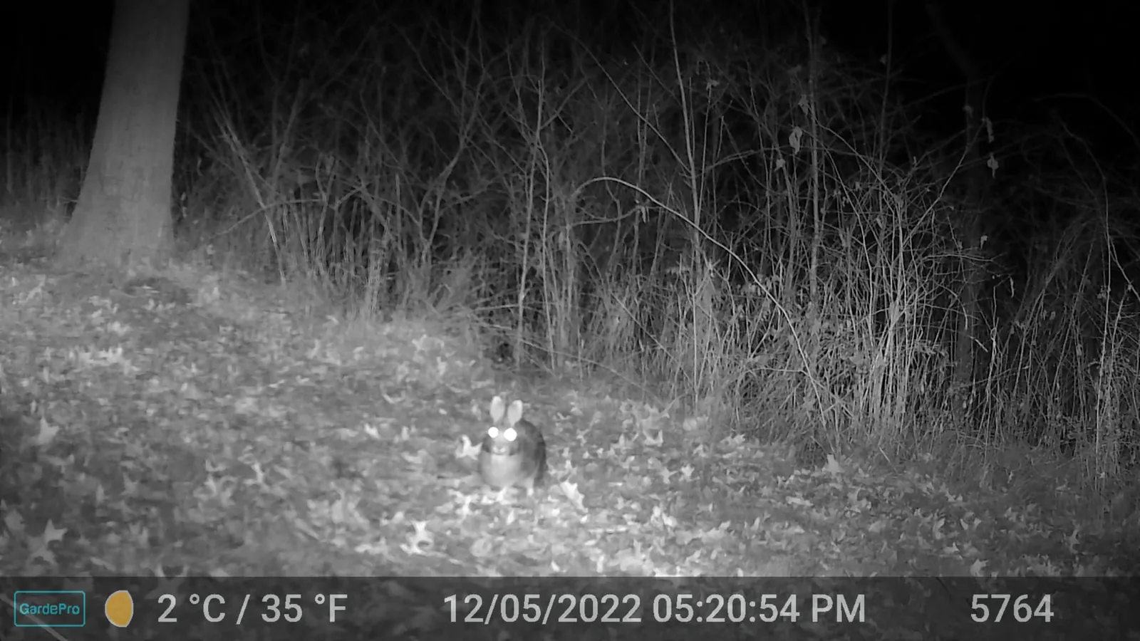 Night trail camera photo of a rabbit small in the frame among bare trees