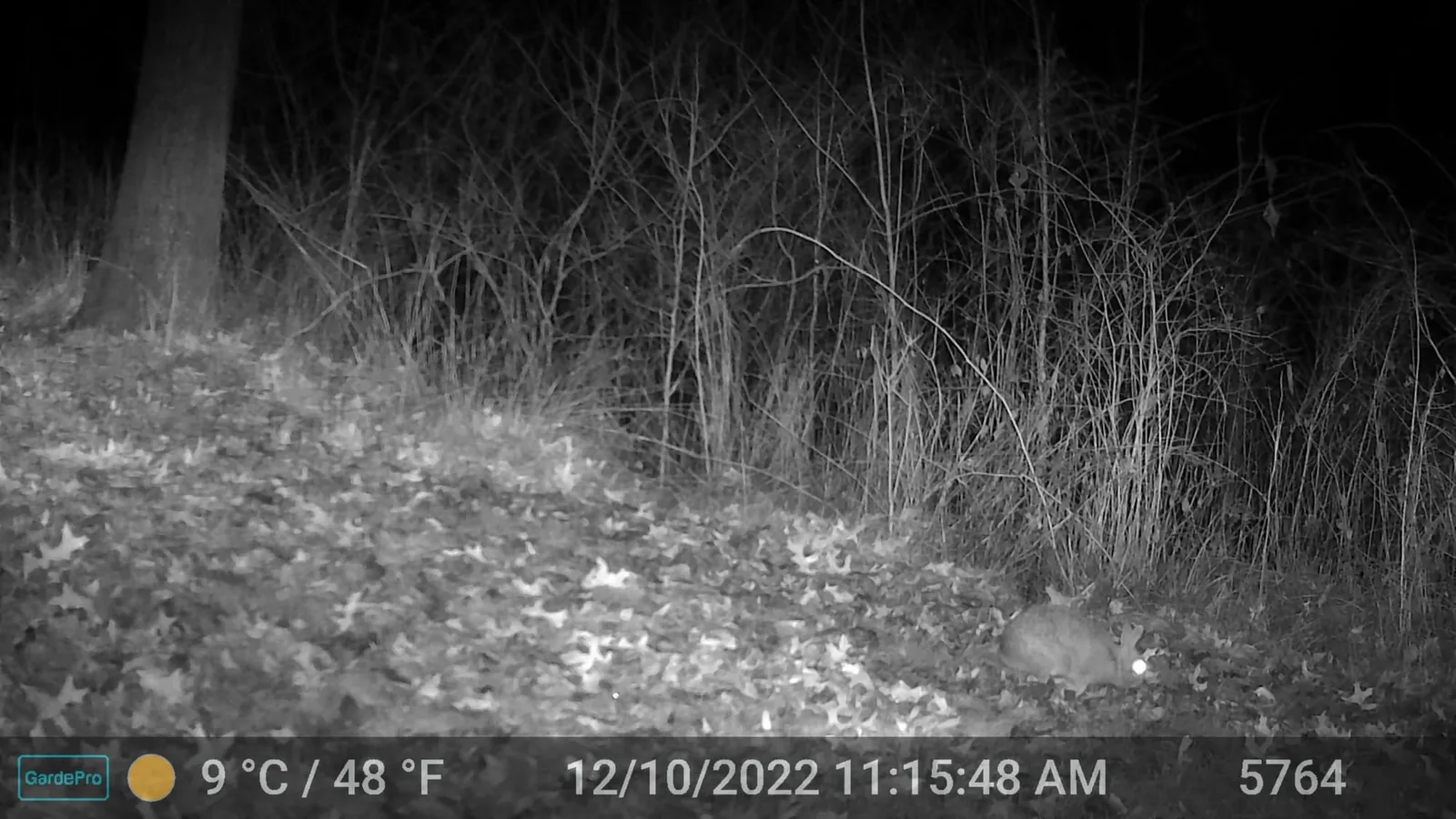 Night trail camera photo of a rabbit on a leaf-covered slope in the woods