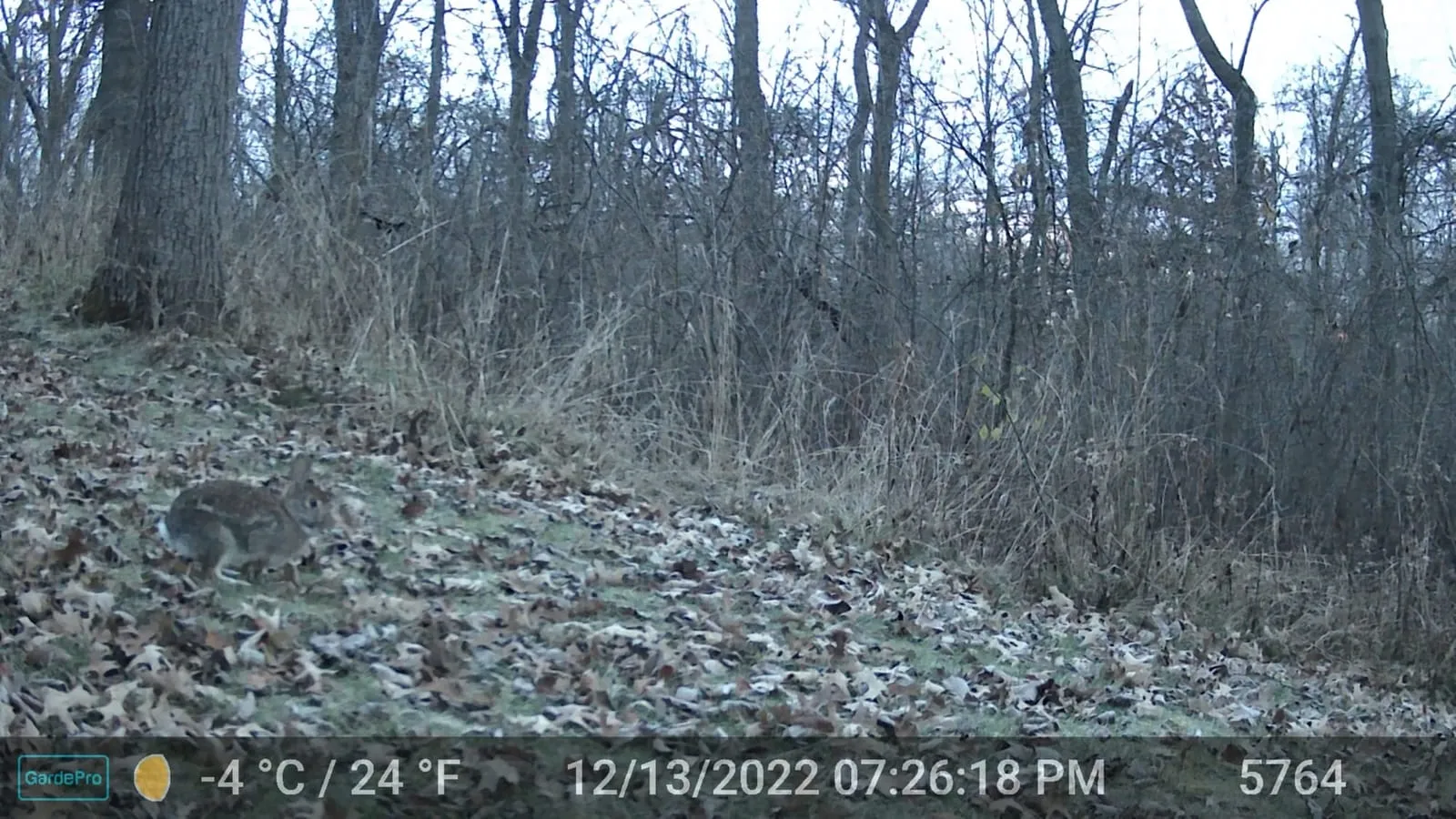 Daytime trail camera photo of a rabbit on a leaf-covered path in a winter woods