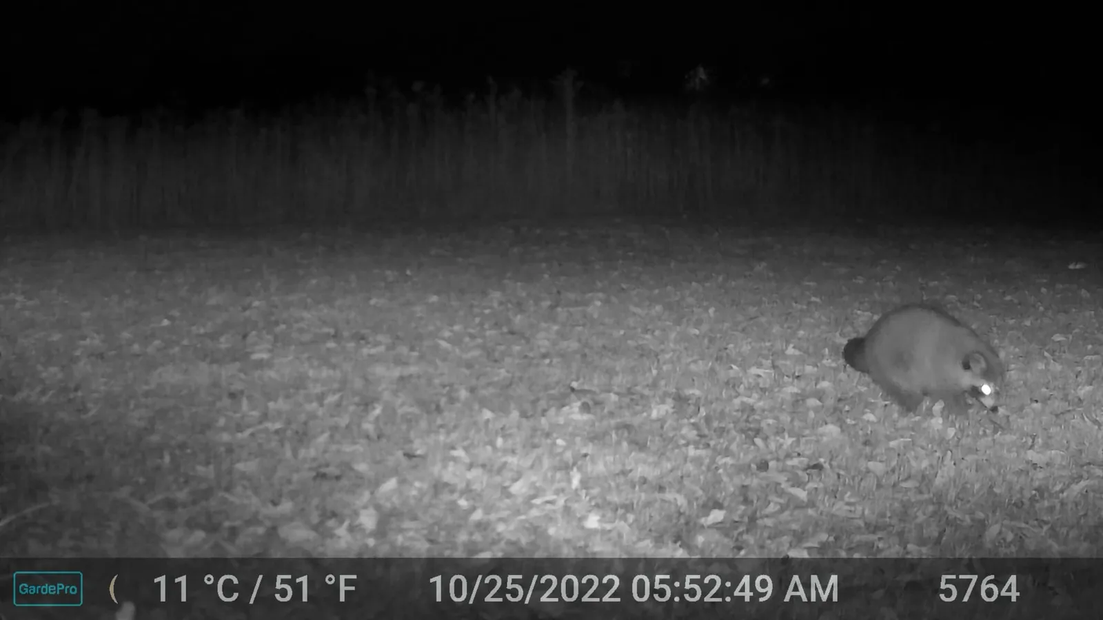 Night trail camera photo of a raccoon foraging in a leaf-covered clearing