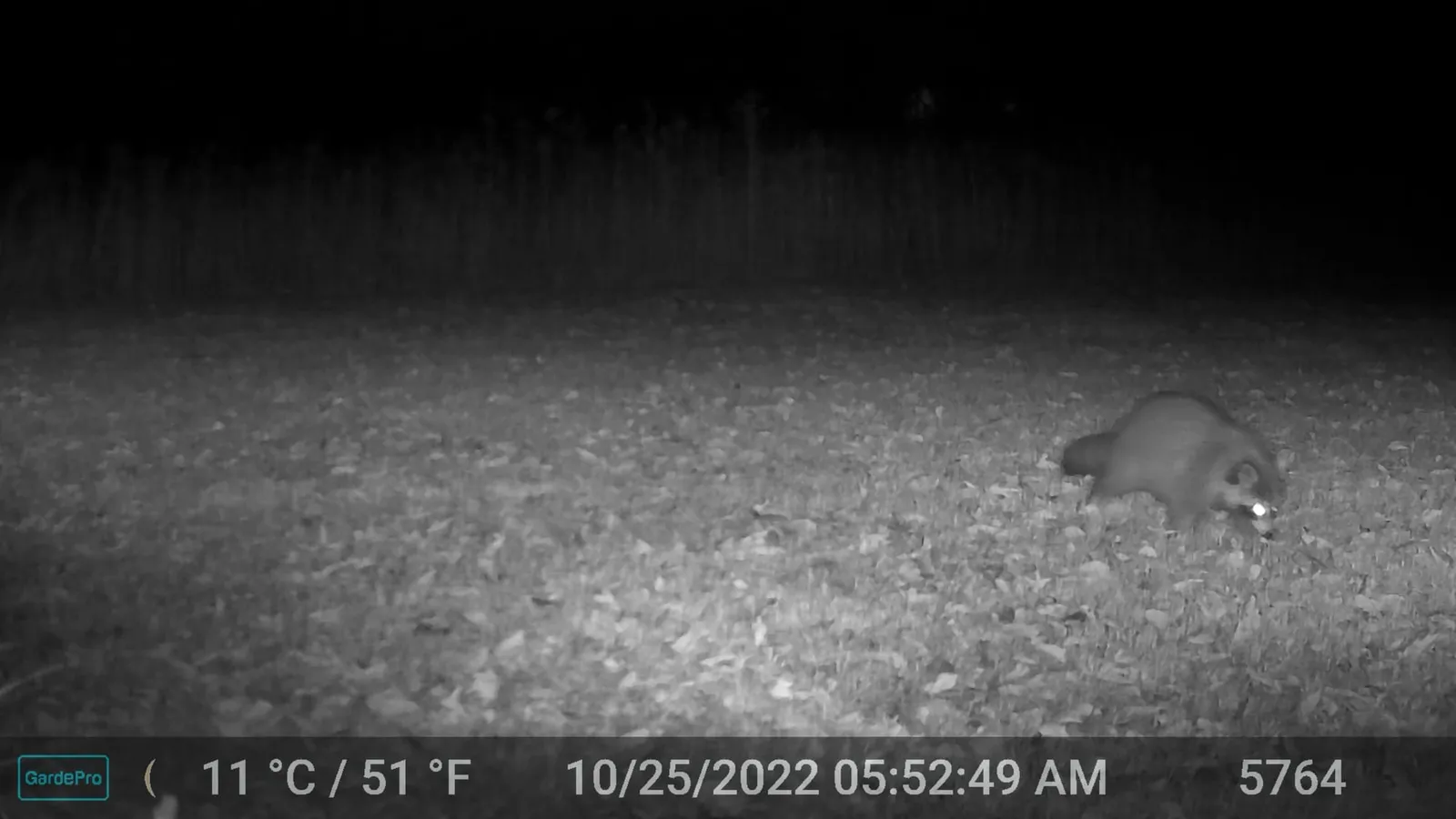 Night trail camera photo of a raccoon walking through leaf litter at night