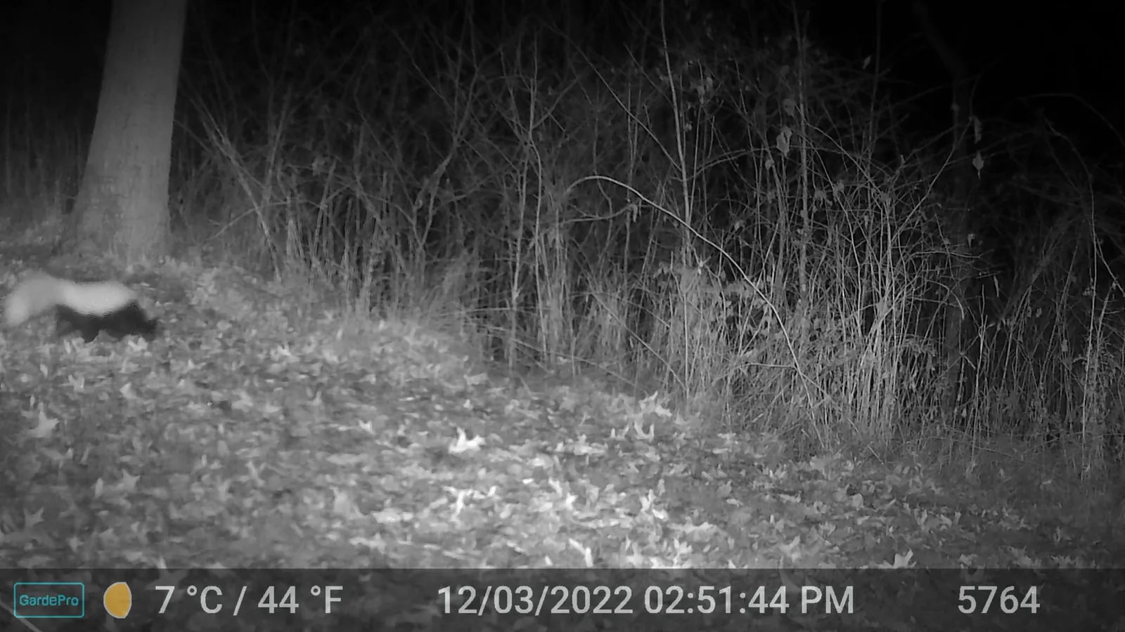 Night trail camera photo of a skunk near a tree trunk in leaf litter