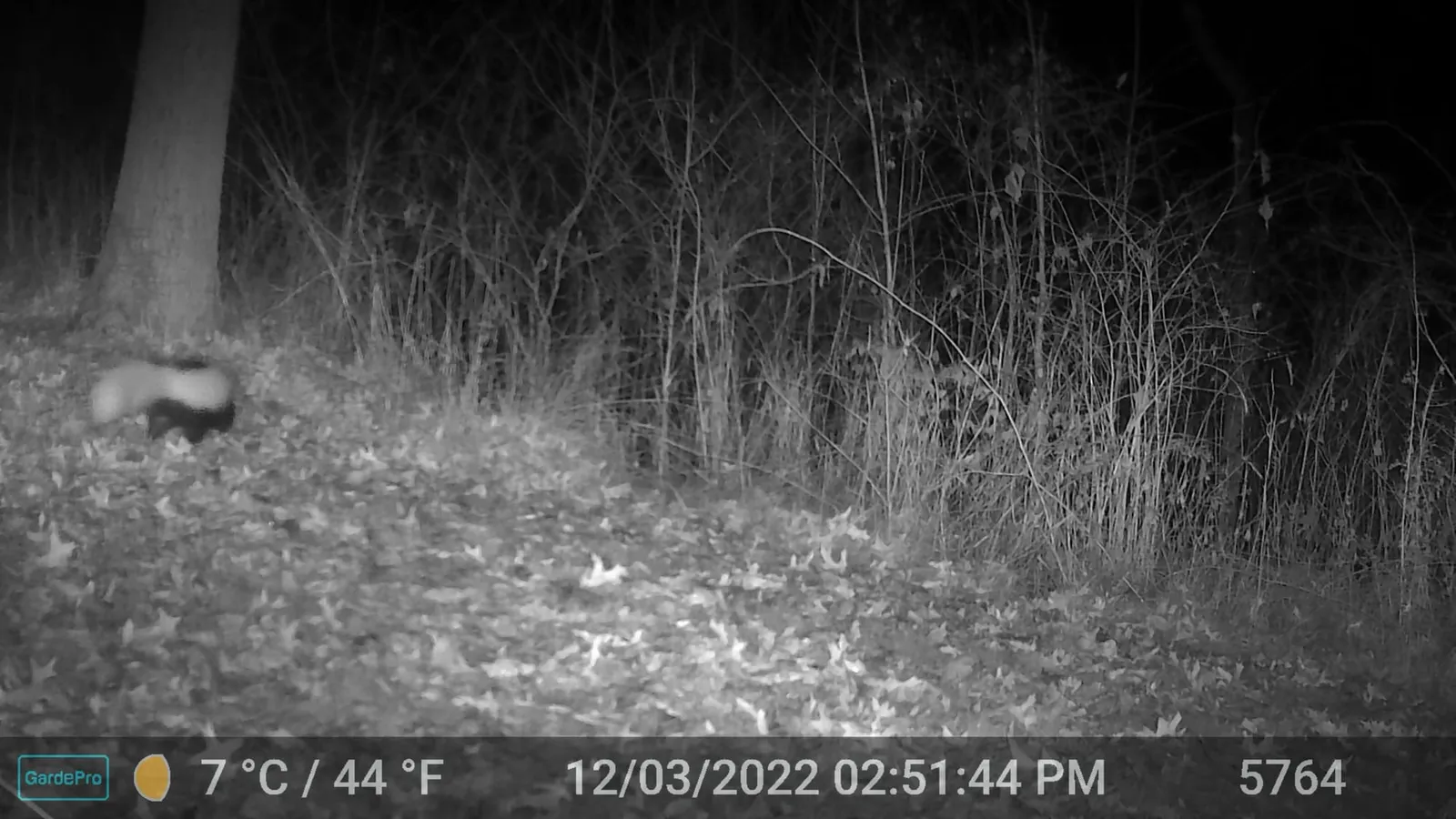 Night trail camera photo of a skunk walking left past a tree in the woods