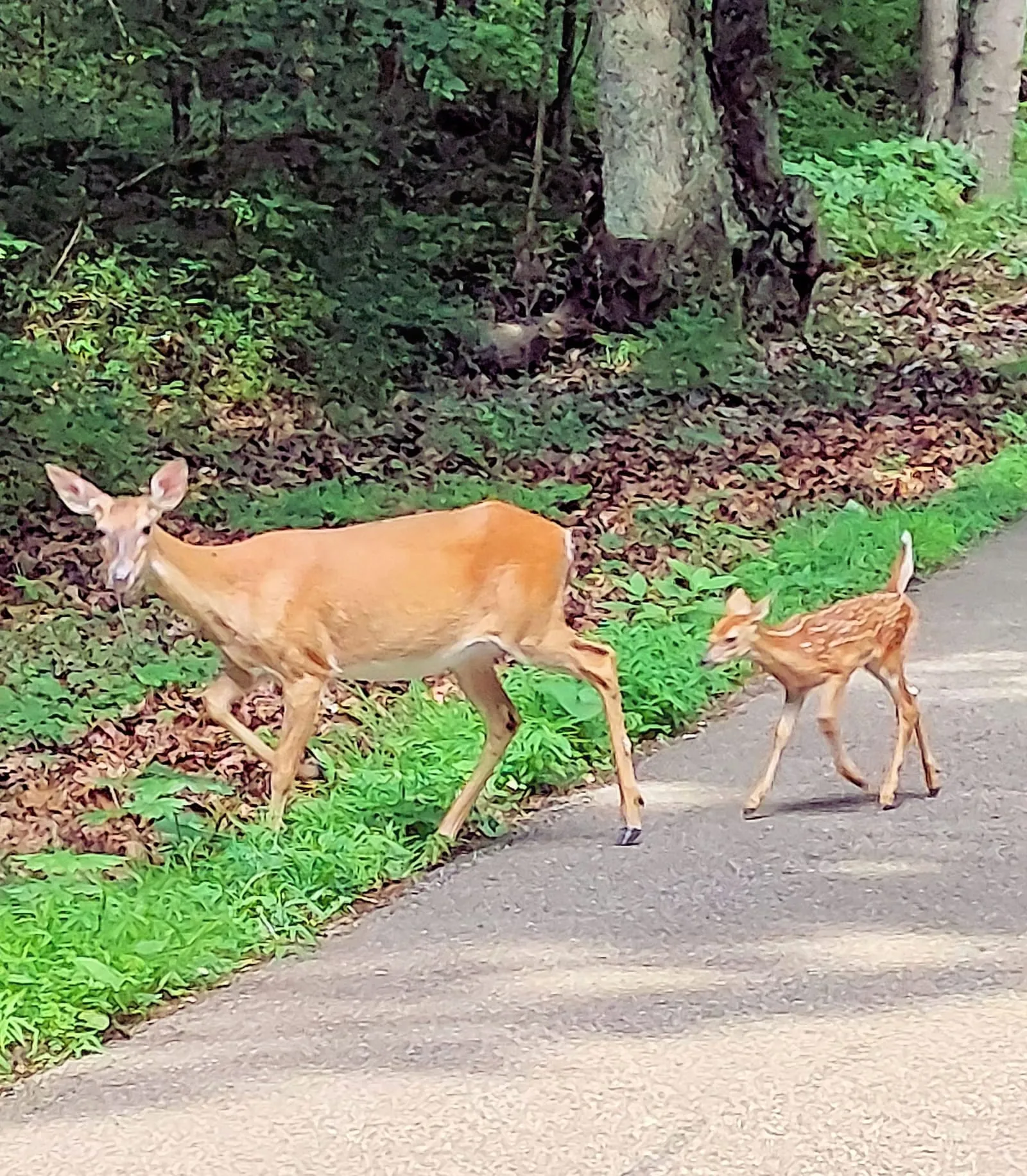 Doe and her spotted fawn walking along a paved trail beside green plants
