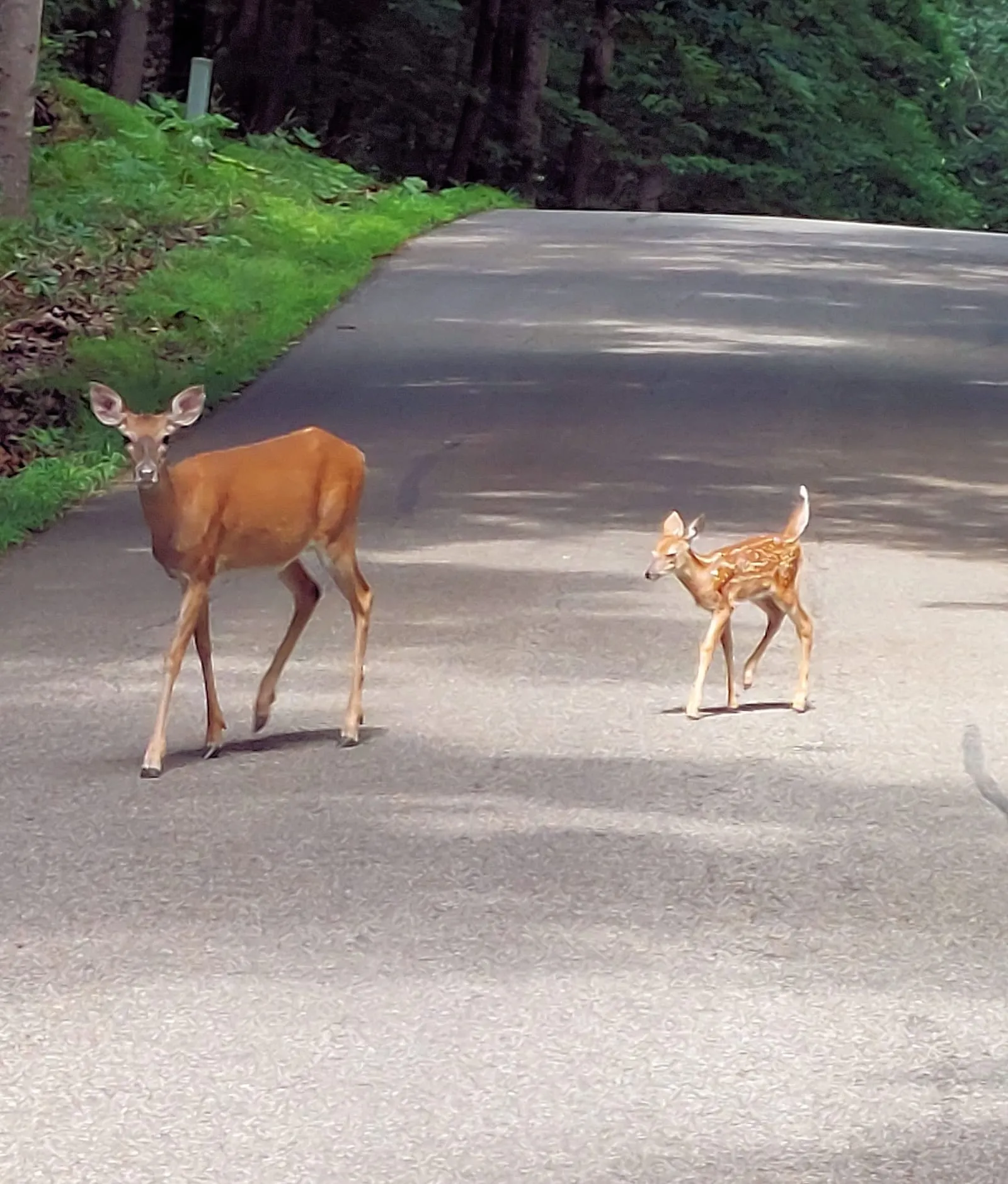 Doe and her spotted fawn standing on an empty paved path beside a green forest edge