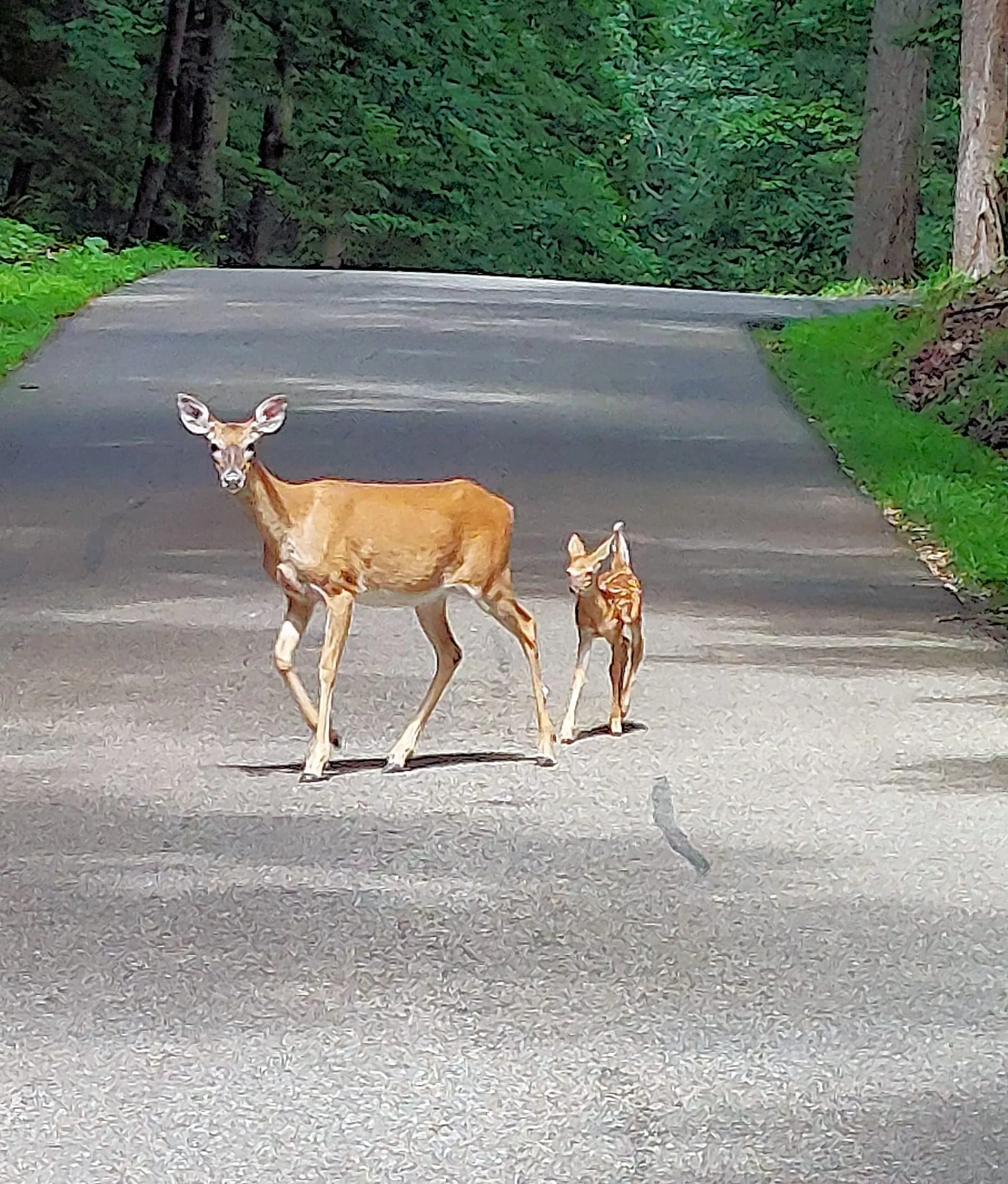 Doe leading her fawn down a shaded asphalt road lined with evergreens and grass