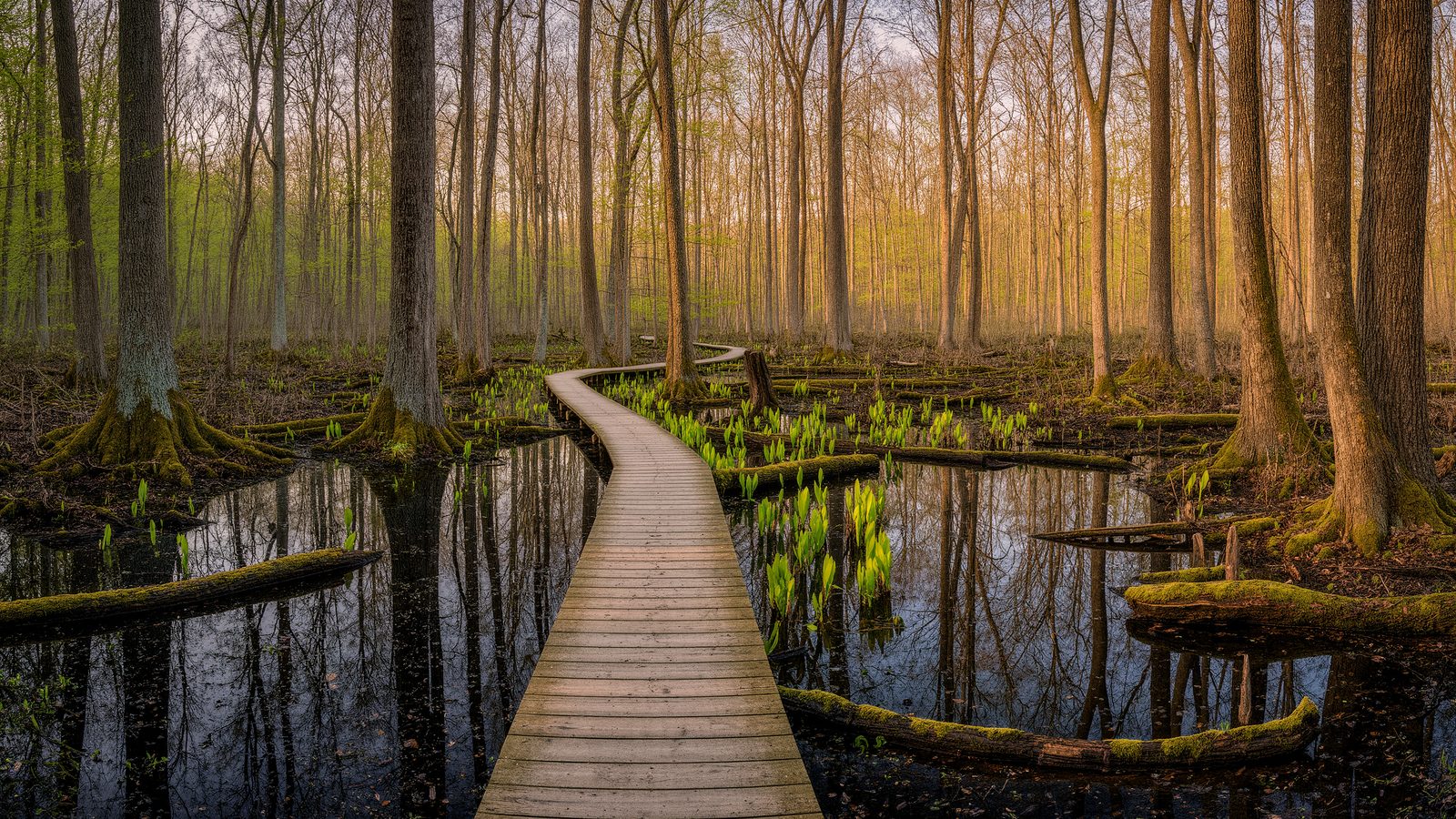 Gahanna Woods State Nature Preserve: A Quiet Swamp Forest Loop