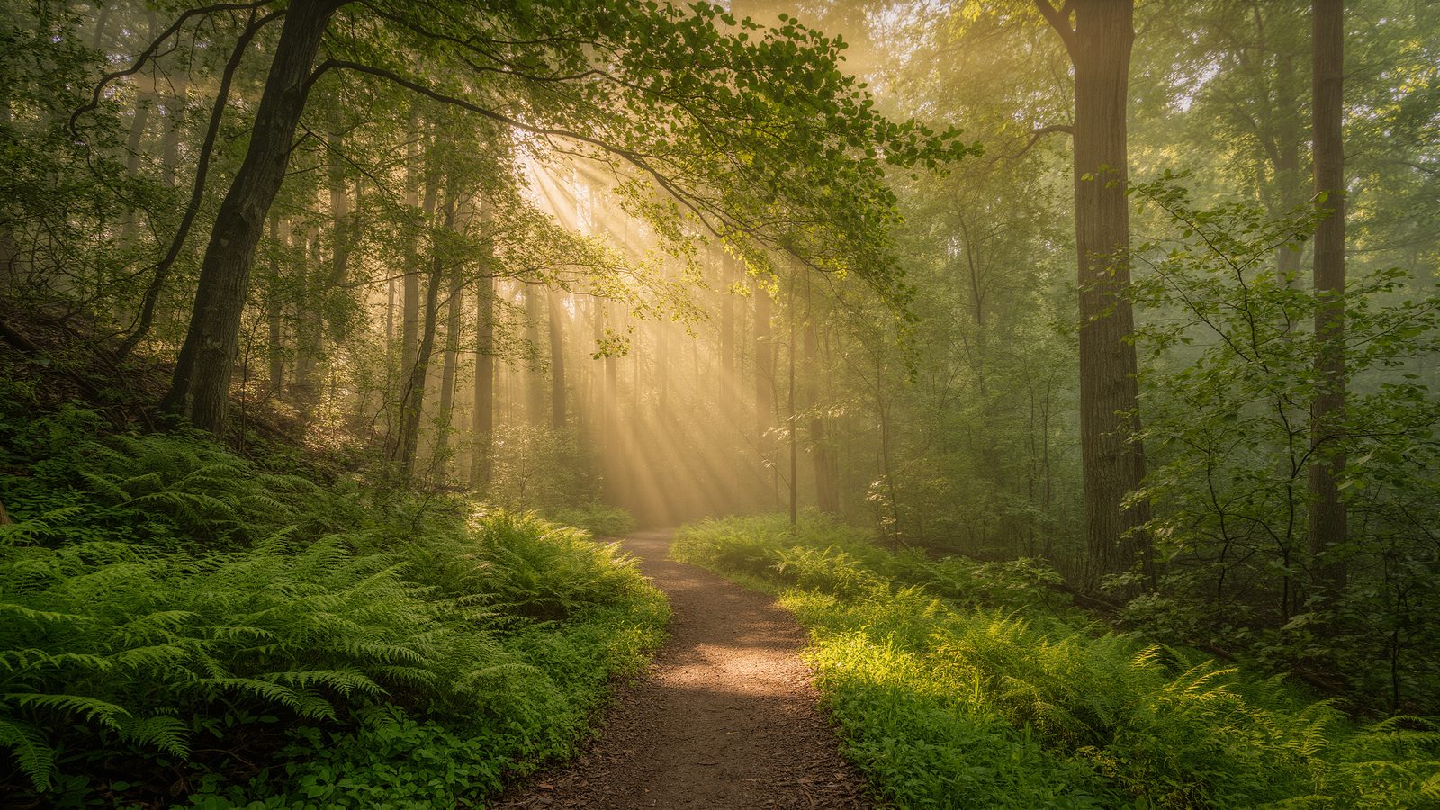 Summer Hiking in Ohio: Heat, Humidity, Ticks, and Staying Safe